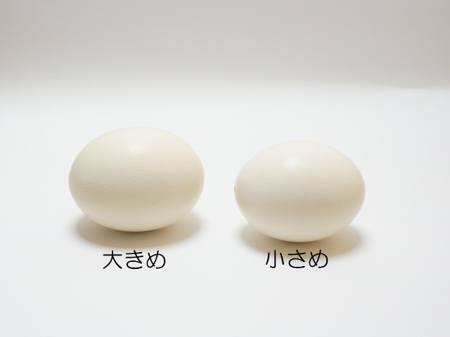 1407】ダチョウの卵の殻 エッグアートや工作用に ペロル