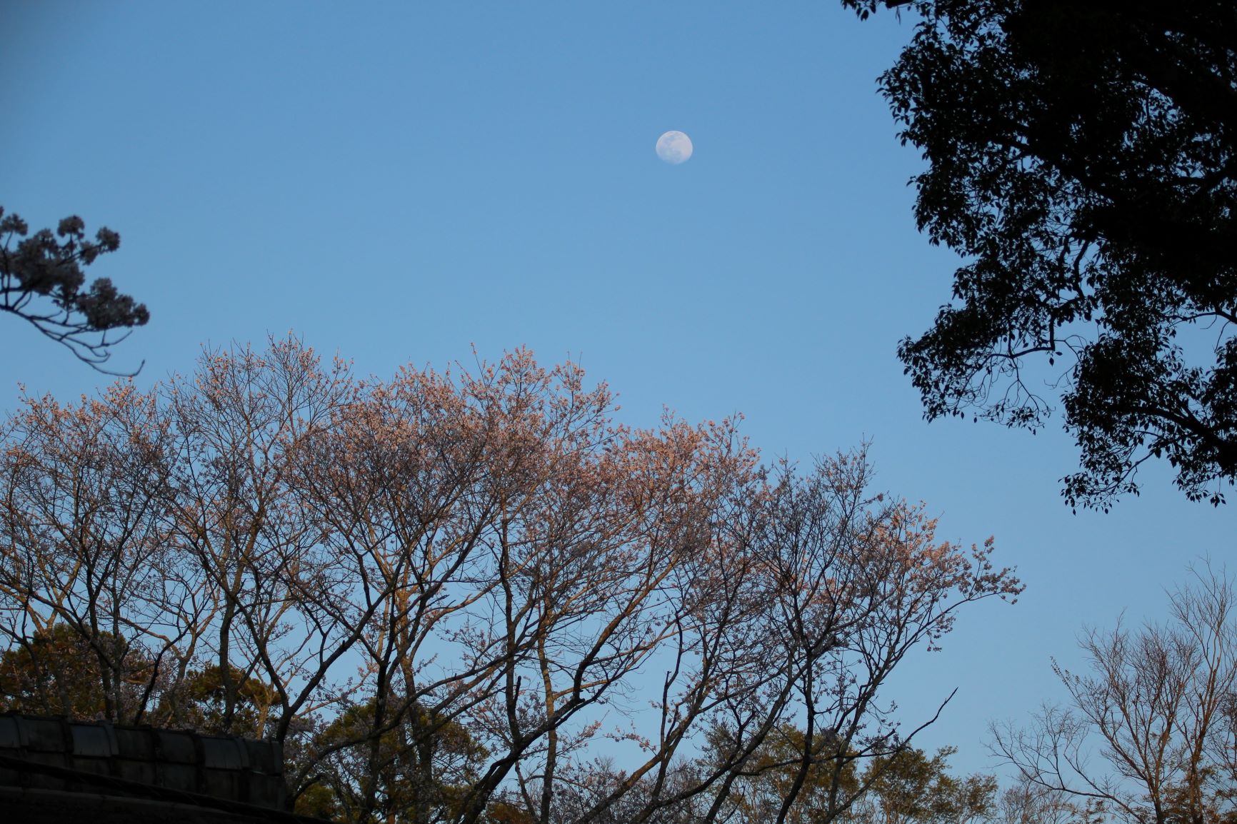つれづれ408 夜桜