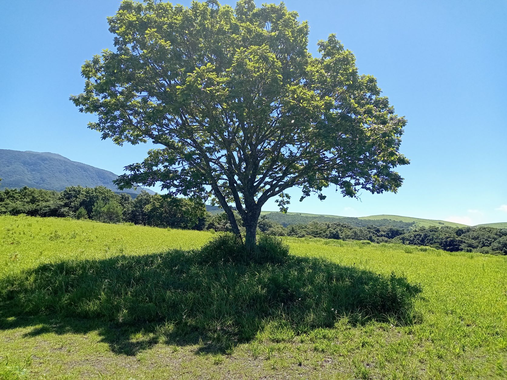 つれづれ439 夏の気持ち