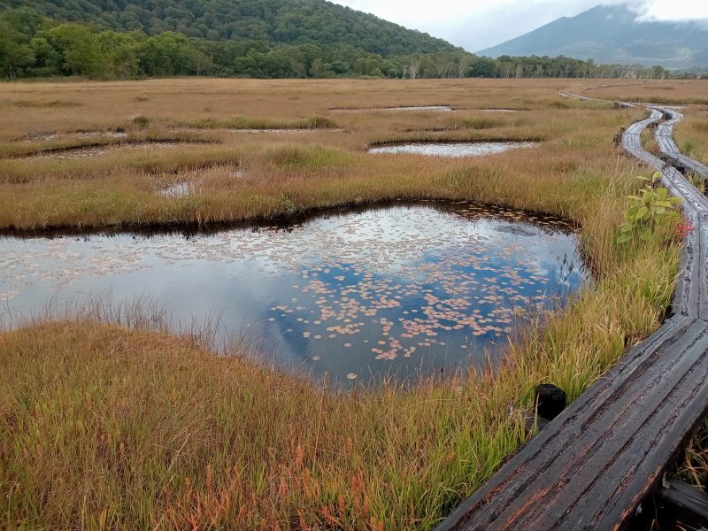 つれづれ517 夏が来れば思い出すPart 2